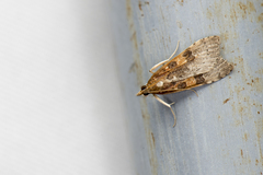 Udea stigmatalis
