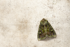 Atrachea ochrotica