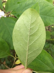 Chionanthus retusus