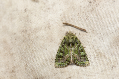 Atrachea ochrotica
