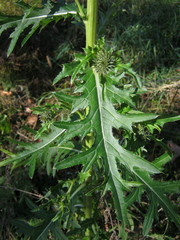 Cirsium pendulum