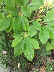 Chionanthus retusus