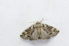 Epipsestis meilingchani