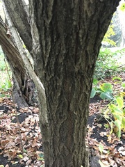 Chionanthus retusus
