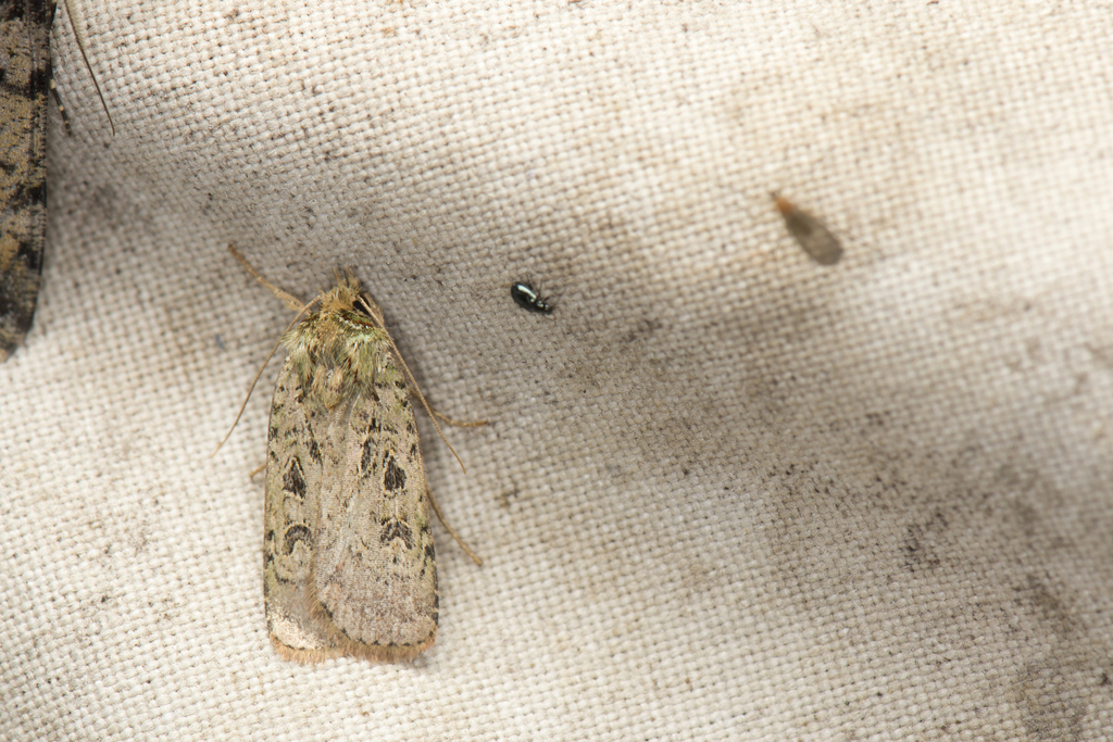 Hermonassa inconstans