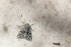 Blepharita nigrogrisea