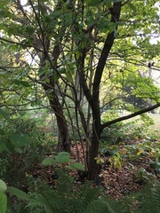 Chionanthus retusus