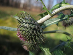 Cirsium pendulum