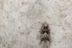 Phlogophora conservuloides