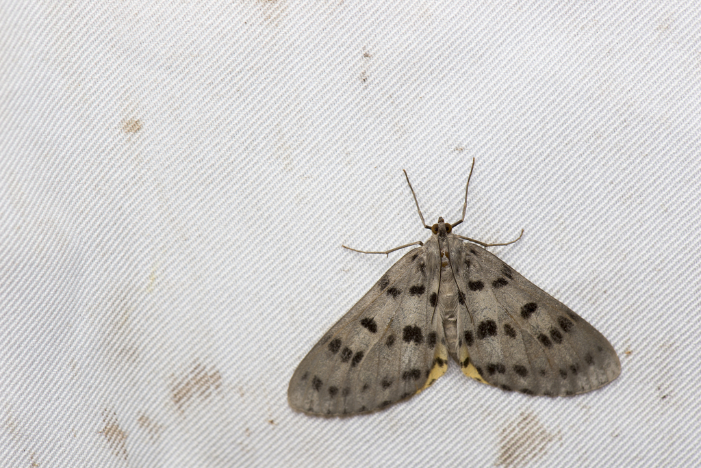 Arichanna jaguararia