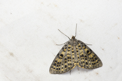 Arichanna sinica refracta