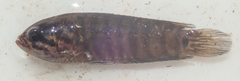 Microctenopoma intermedium