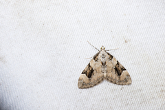 Pennithera manifesta