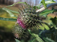 Cirsium pendulum