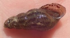 Melanoides victoriae