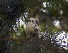 Aegithalos caudatus