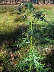 Cirsium pendulum