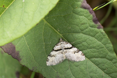 Xanthorhoe mediofascia