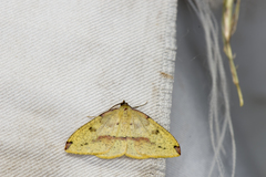 Heterolocha