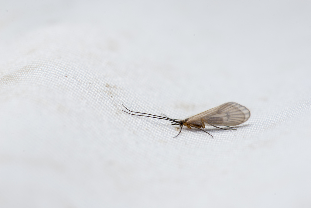 Nothopsyche fariel