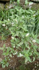 Solanum chenopodioides