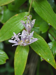 Tricyrtis hirta