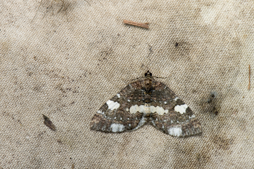Protonebula