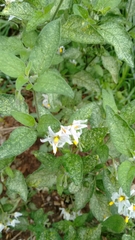 Solanum chenopodioides