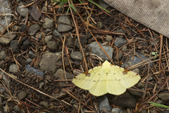 Opisthograptis punctilineata