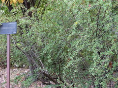 Berberis aggregata prattii