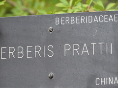 Berberis aggregata prattii