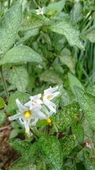 Solanum chenopodioides