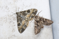 Nyctycia