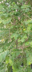 Ziziphus jujuba