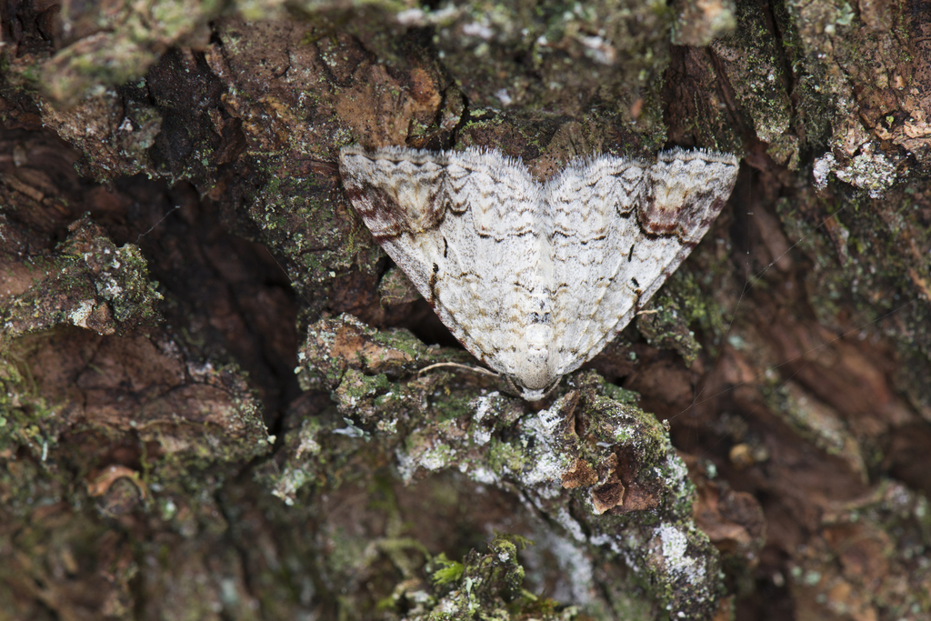 Venusia lineata