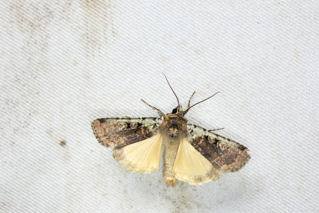 Xestia flavilinea