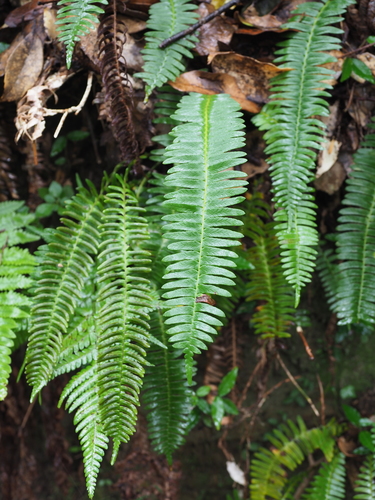 Blechnum amabile iNat (2)