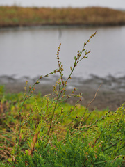Polygonum polyneuron