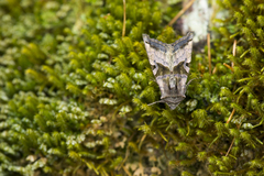 Phlogophora conservuloides