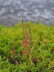 Atriplex gmelinii