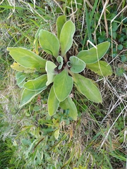 Craspedia uniflora maritima