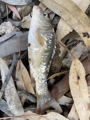 Cyprinus carpio carpio