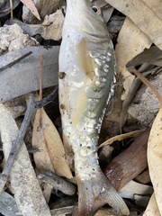 Cyprinus carpio carpio