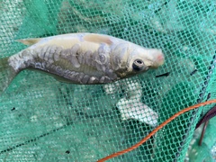 Cyprinus carpio carpio