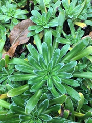 Saxifraga hostii