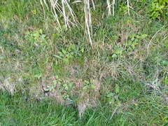 Craspedia uniflora maritima