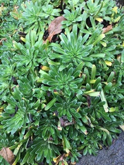 Saxifraga hostii