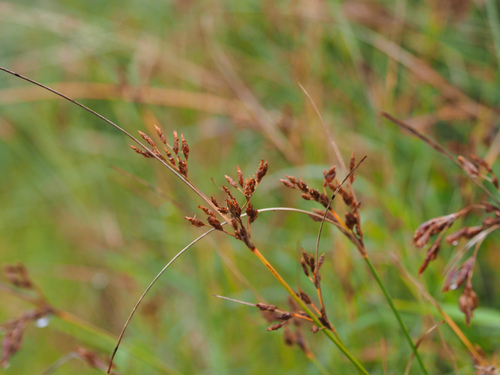 Fimbristylis longispica iNat (1)