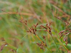 Fimbristylis longispica