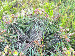 Euphorbia clava